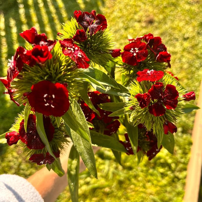 Burgundy sweet william grown in West Bend, Wisconsin